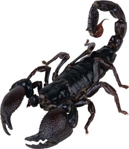 Scorpion PNG-12115